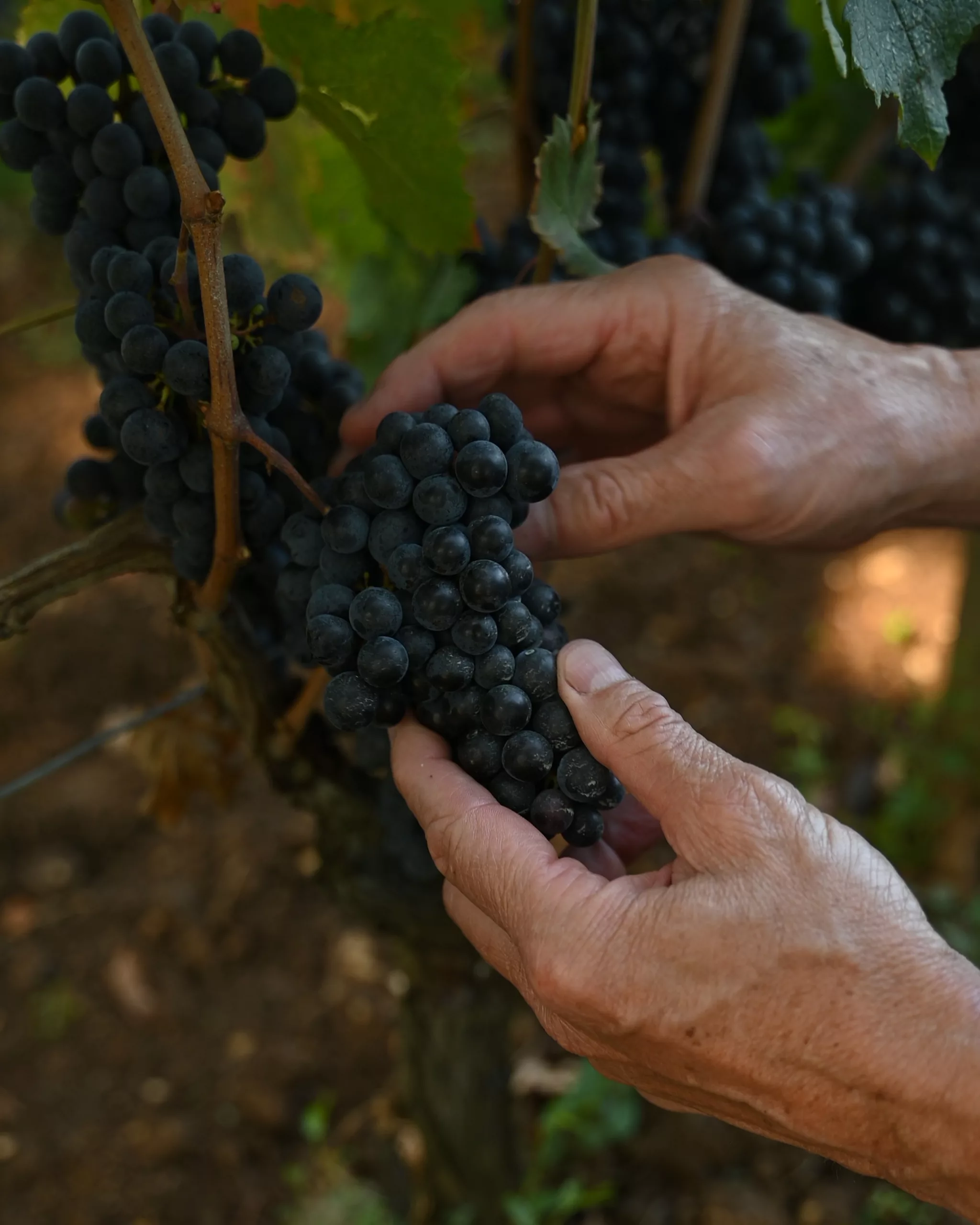 Grappe de cabernet sauvignon