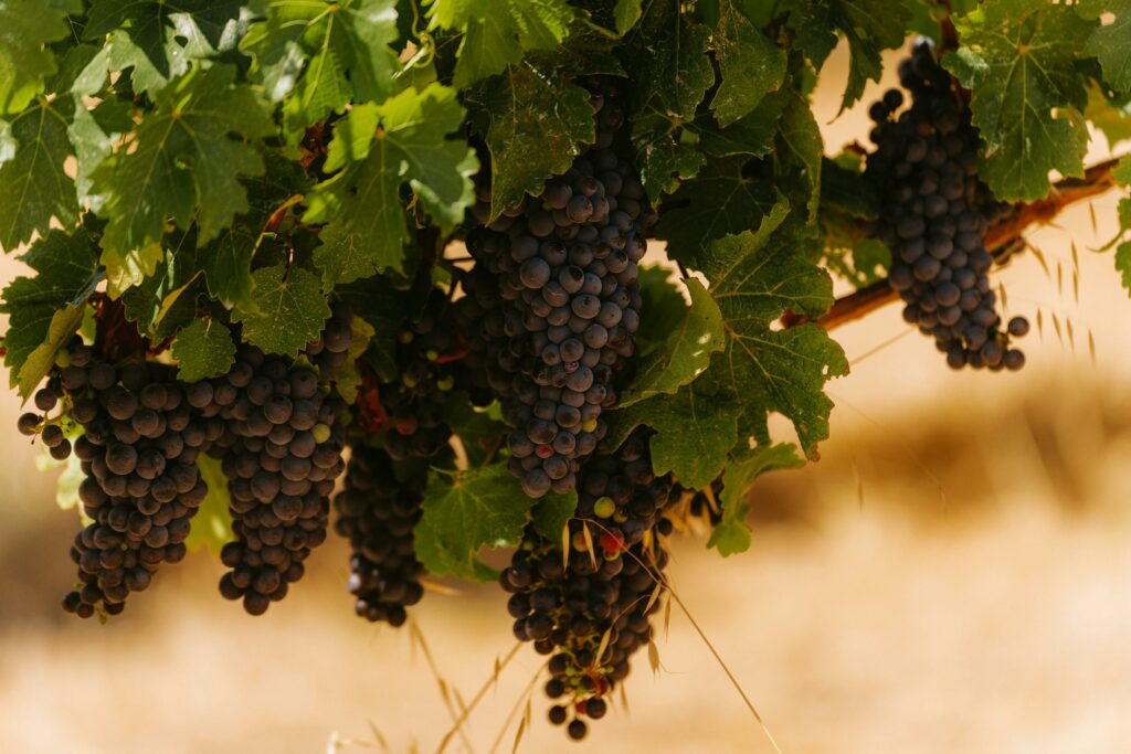 Vigne de vin italien