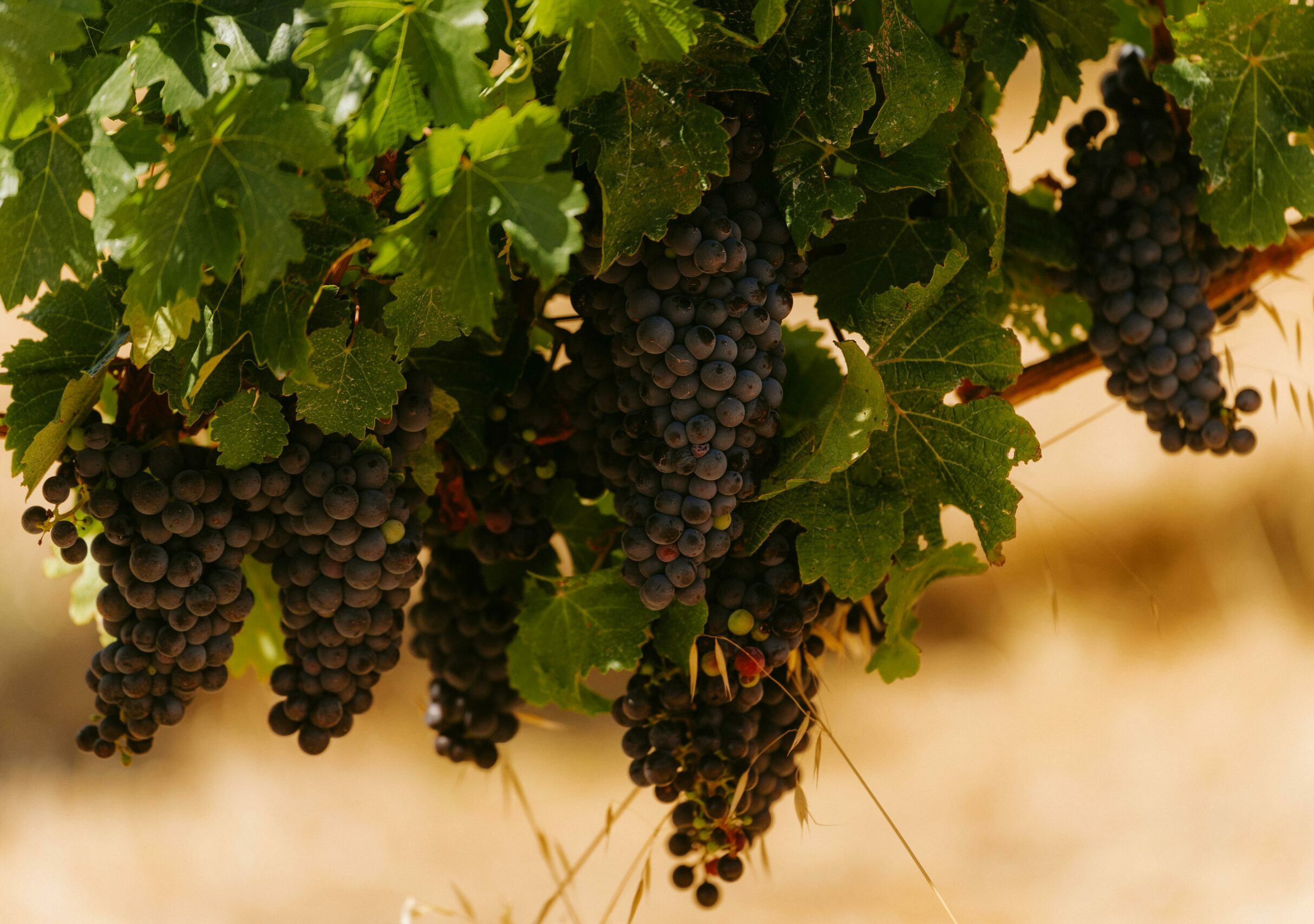 Vigne de vin italien