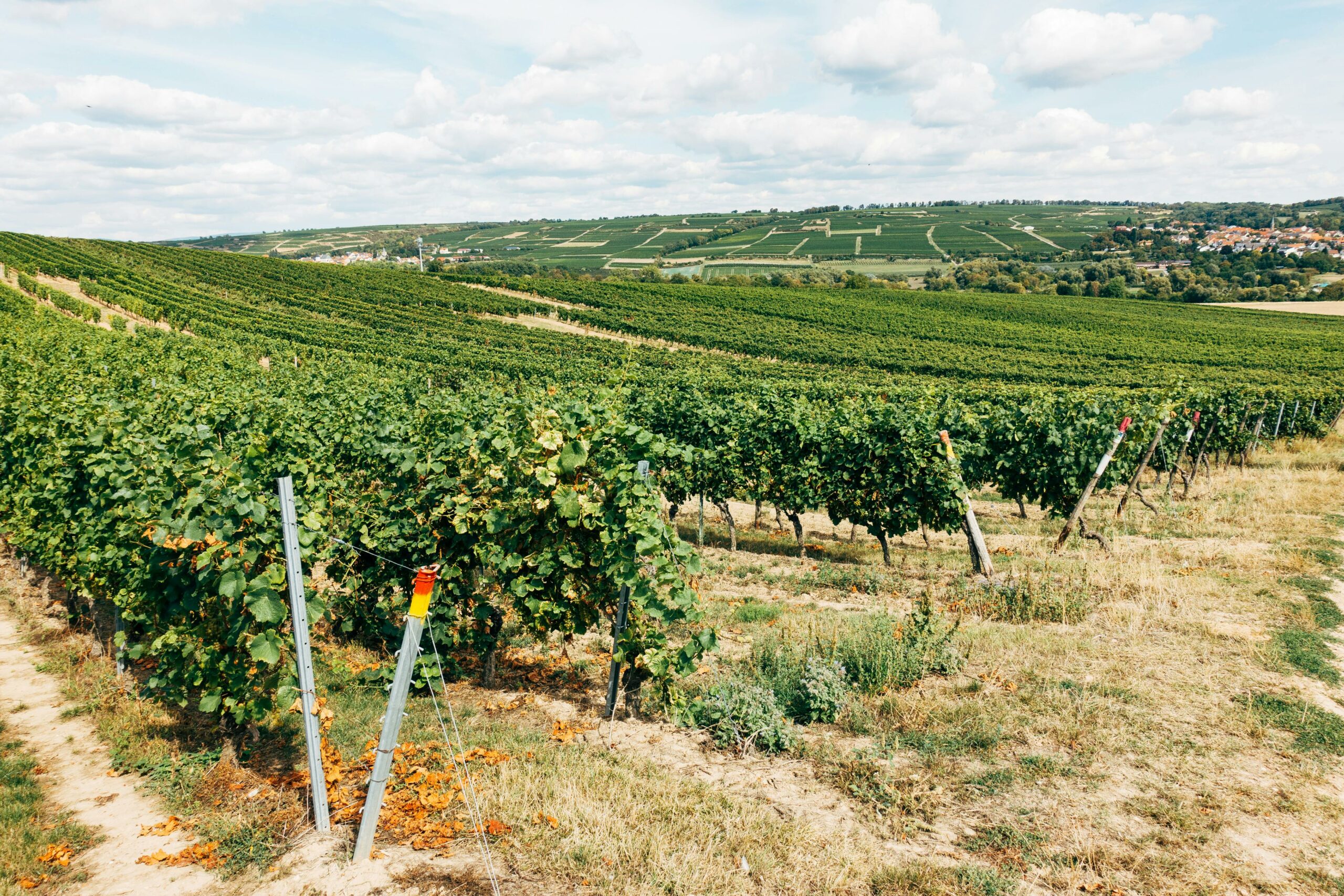 Vin Italien